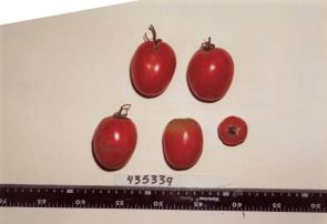 Click for 1 image(s) for this accession. FRUIT